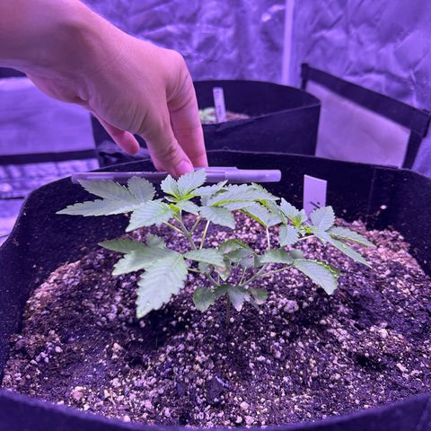 White Widow growlog timeline photo