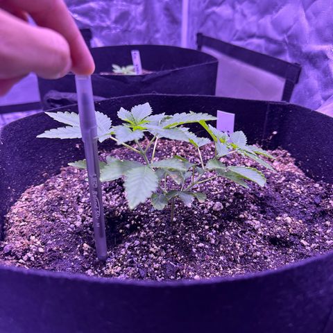 White Widow growlog timeline photo