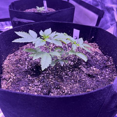 White Widow growlog timeline photo