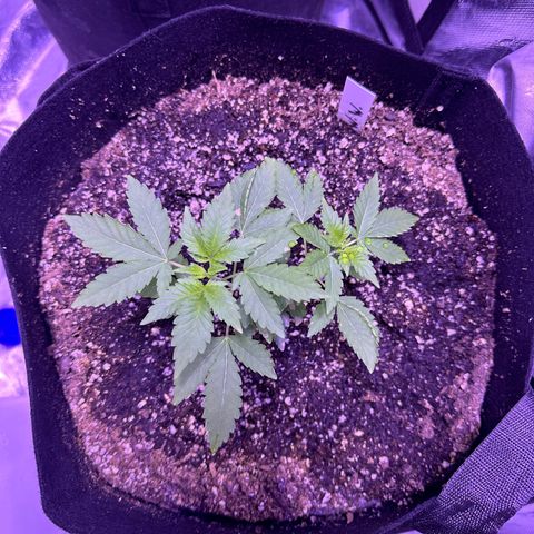 White Widow growlog timeline photo