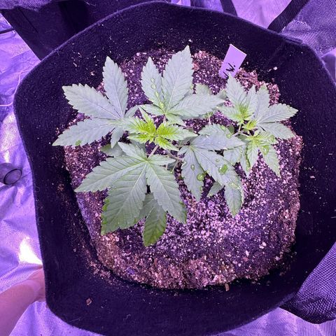 White Widow growlog timeline photo