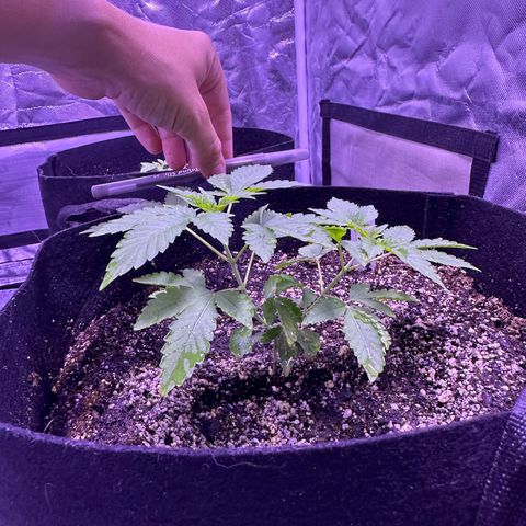 White Widow growlog timeline photo