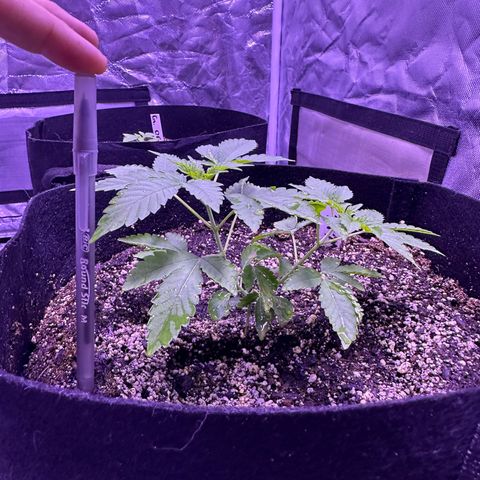 White Widow growlog timeline photo