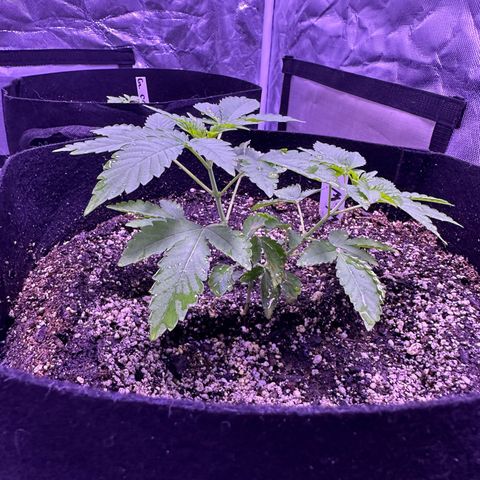 White Widow growlog timeline photo