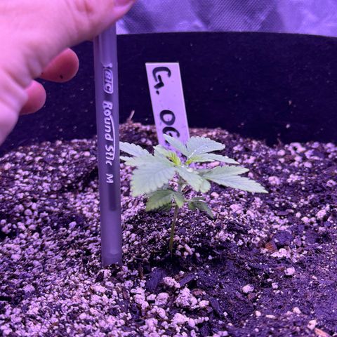 Gelato OG #1 growlog timeline photo