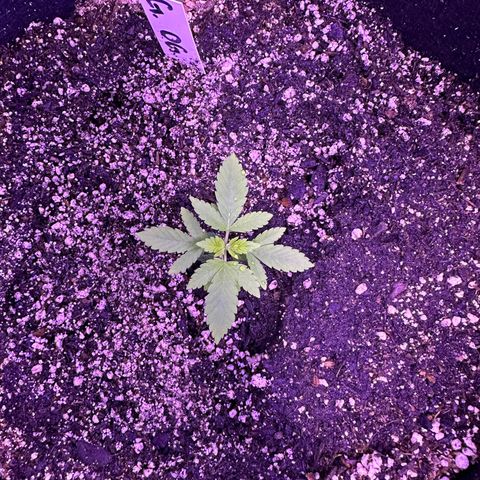 Gelato OG #1 growlog timeline photo