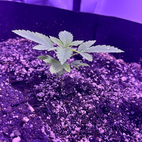 Gelato OG #1 growlog timeline photo