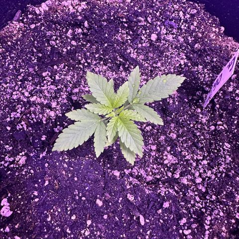 Gelato OG #1 growlog timeline photo