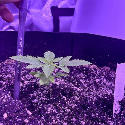 Gelato OG #1 growlog timeline photo