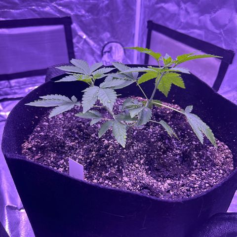 White Widow growlog timeline photo