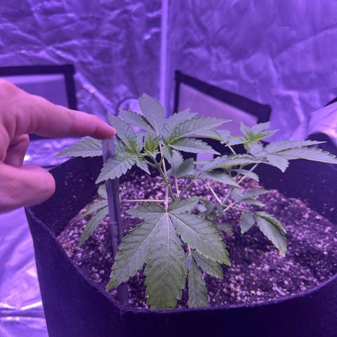 White Widow growlog timeline photo