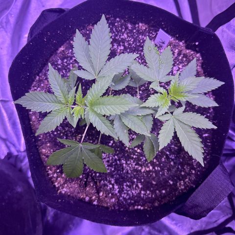White Widow growlog timeline photo