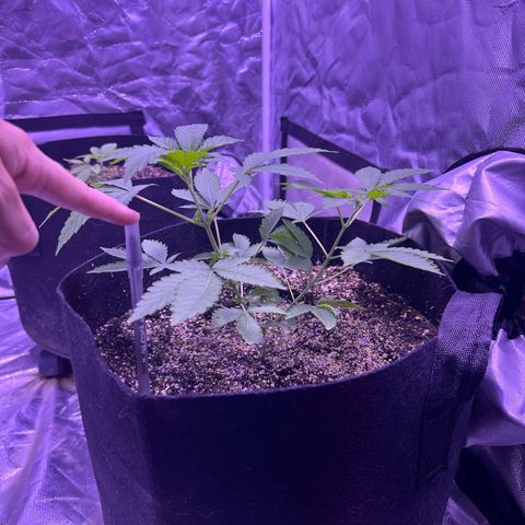 White Widow growlog timeline photo
