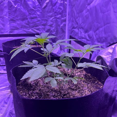 White Widow growlog timeline photo