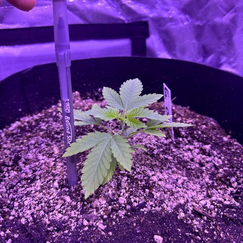 Gelato OG #1 growlog photo: From near death to thriving! 