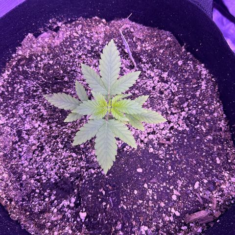 Gelato OG #1 growlog photo: From near death to thriving! 