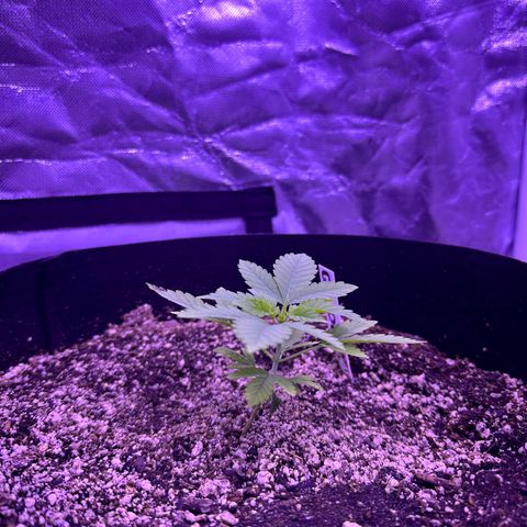Gelato OG #1 growlog photo: From near death to thriving! 