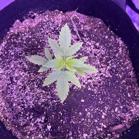 Gelato OG #1 growlog timeline photo