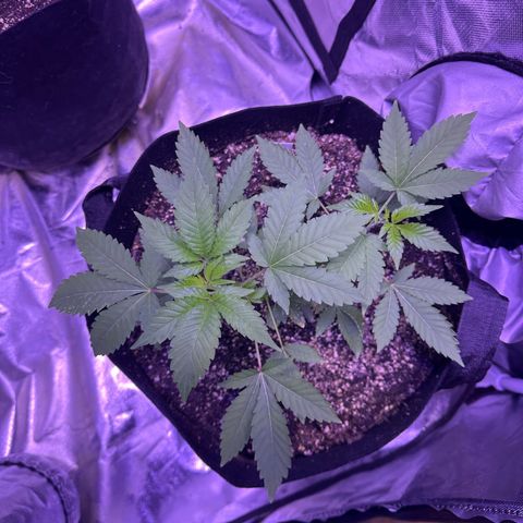 White Widow growlog timeline photo