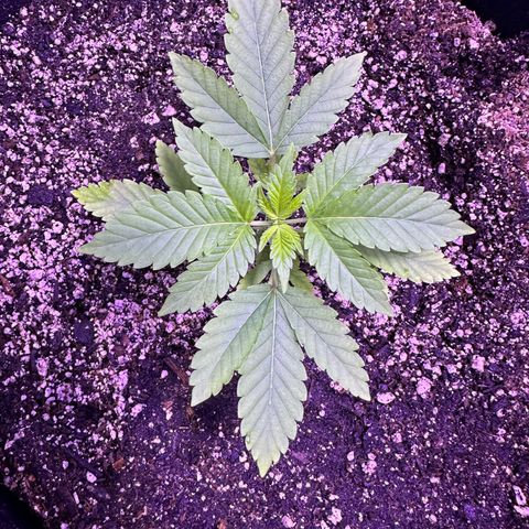 Gelato OG #1 growlog timeline photo