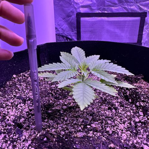 Gelato OG #1 growlog timeline photo