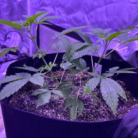 White Widow growlog timeline photo