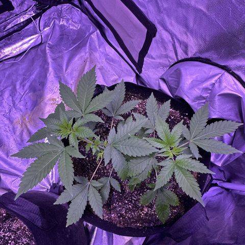 White Widow growlog timeline photo