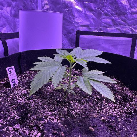 Gelato OG #1 growlog timeline photo