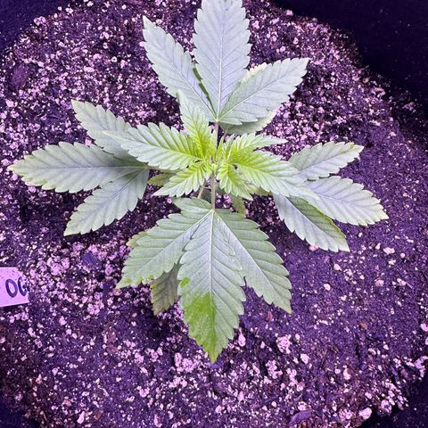 Gelato OG #1 growlog timeline photo