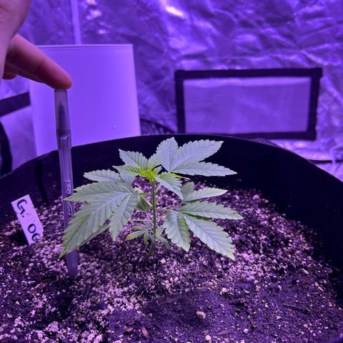 Gelato OG #1 growlog timeline photo