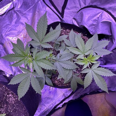 White Widow growlog timeline photo