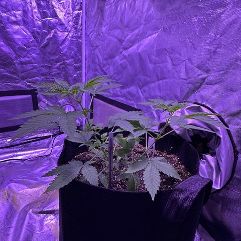 White Widow growlog timeline photo