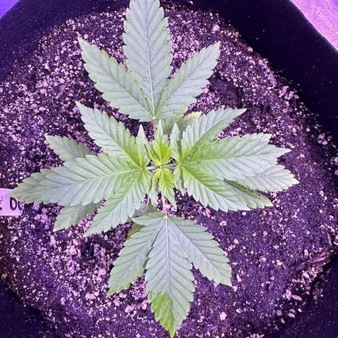 Gelato OG #1 growlog timeline photo