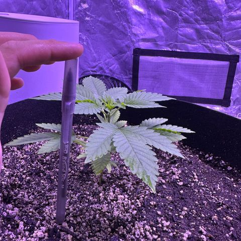 Gelato OG #1 growlog timeline photo