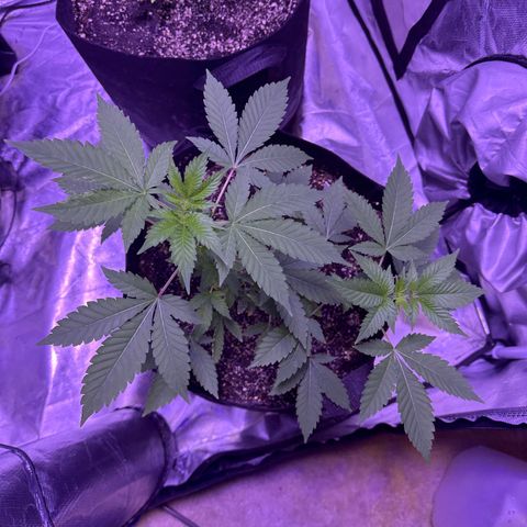 White Widow growlog timeline photo