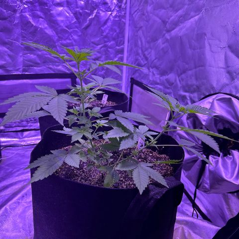 White Widow growlog timeline photo