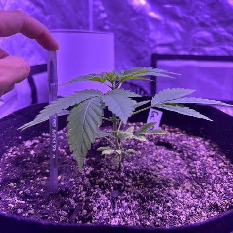 Gelato OG #1 growlog timeline photo