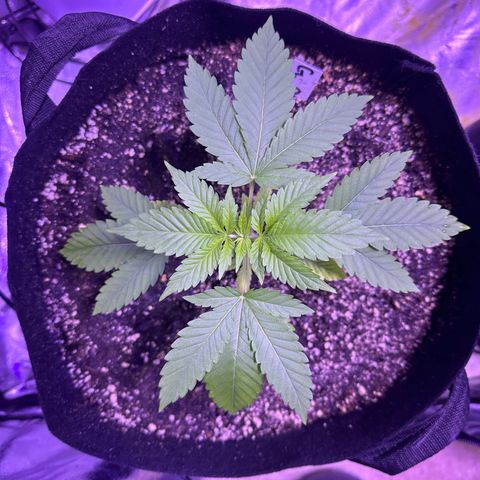 Gelato OG #1 growlog timeline photo