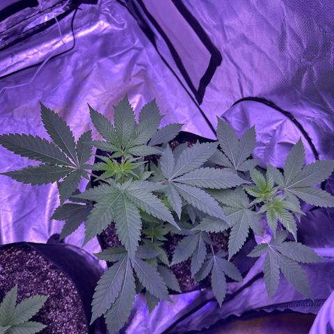 White Widow growlog timeline photo