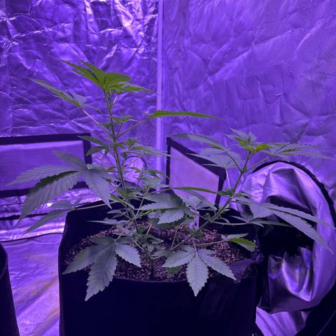 White Widow growlog timeline photo