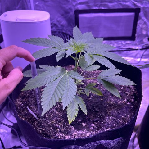Gelato OG #1 growlog timeline photo