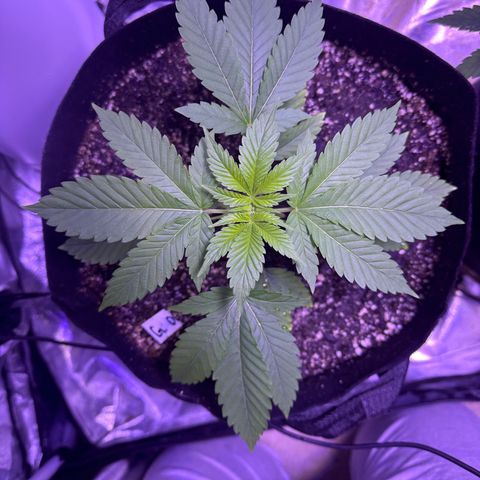 Gelato OG #1 growlog timeline photo