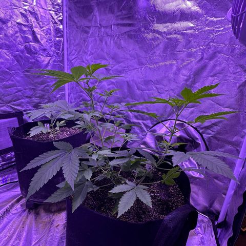 White Widow growlog timeline photo