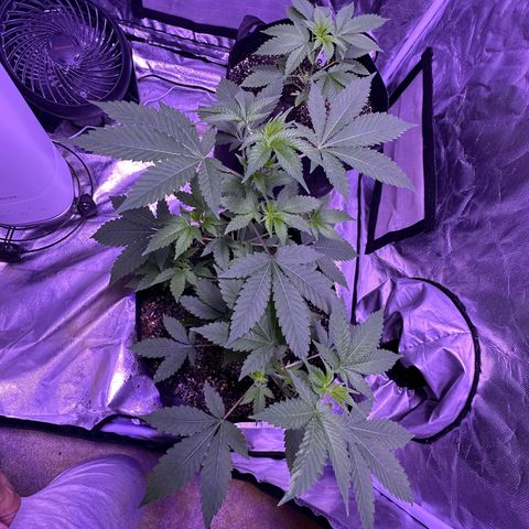 White Widow growlog timeline photo