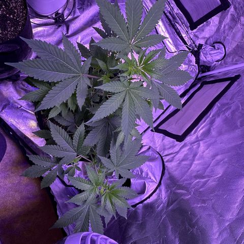 White Widow growlog timeline photo