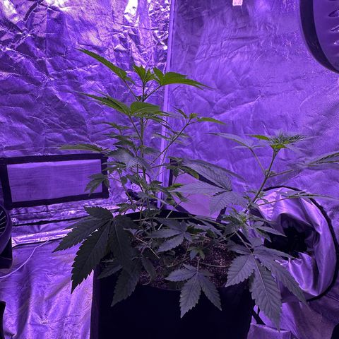 White Widow growlog timeline photo