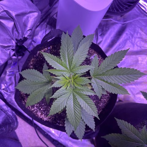 Gelato OG #1 growlog photo: Definitely have something going on here. You get leaves are turning yellow. I fed them today but I’ll probably do a flush before starting week 4 nutrient cycle 