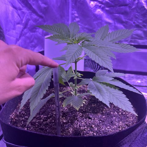 Gelato OG #1 growlog photo: Definitely have something going on here. You get leaves are turning yellow. I fed them today but I’ll probably do a flush before starting week 4 nutrient cycle 