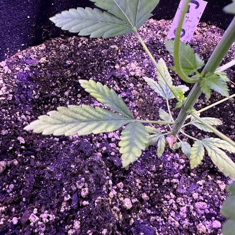 Gelato OG #1 growlog photo: Definitely have something going on here. You get leaves are turning yellow. I fed them today but I’ll probably do a flush before starting week 4 nutrient cycle 