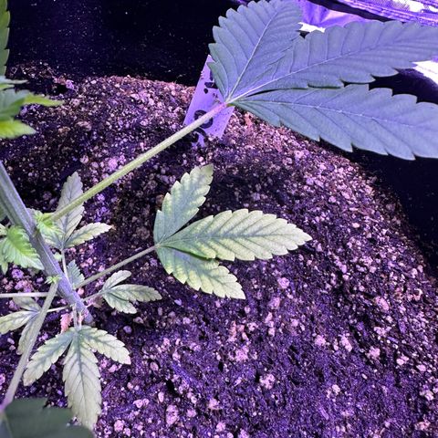 Gelato OG #1 growlog photo: Definitely have something going on here. You get leaves are turning yellow. I fed them today but I’ll probably do a flush before starting week 4 nutrient cycle 